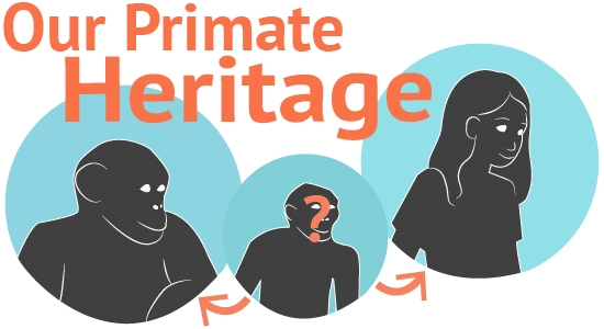 Link to Primate family tree