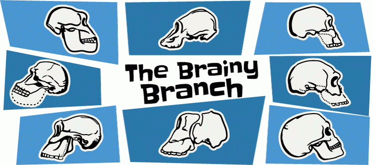 Learn about William Kimbel and the brainy branch of human evolution