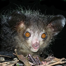 Aye aye at night in Madagascar